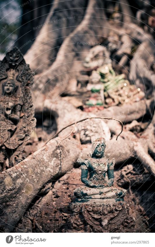 Anbetungswürdig Pflanze Baum Glaube Religion & Glaube Buddhismus Buddha Statue Ganesh Farbfoto mehrfarbig Außenaufnahme Menschenleer Schwache Tiefenschärfe