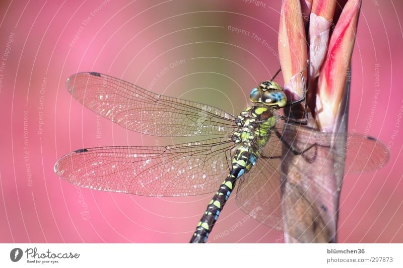 Liebe fürs Detail | Filigran Tier Wildtier Libelle Edellibellen Mosaikjungfer 1 sitzen ästhetisch dünn elegant groß blau grün Insekt schimmern filigran