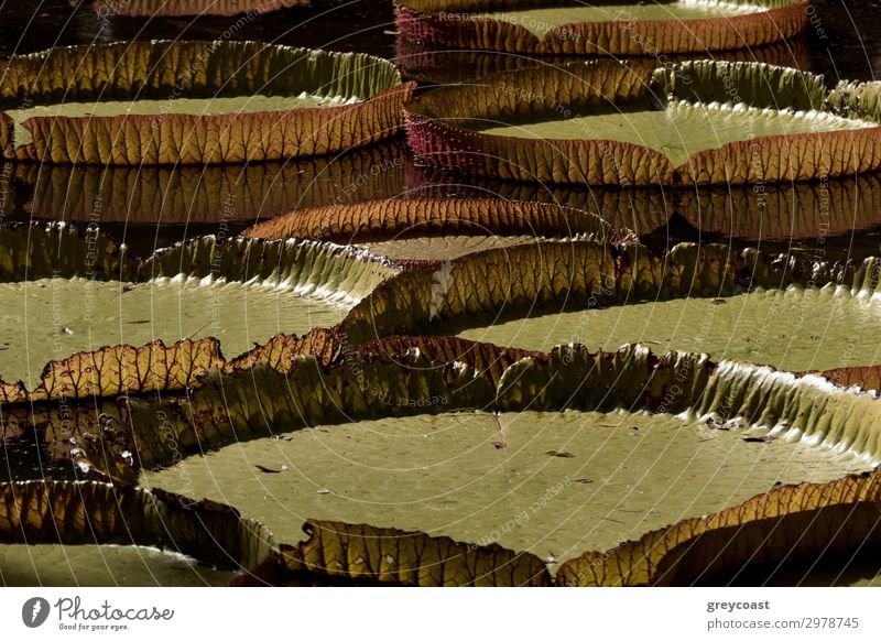 Riesige Seerosenblätter im Teich des botanischen Gartens auf Mauritius. Victoria regia Natur Pflanze grün Wasser Lilien Unterlage Riese tropisch Botanik