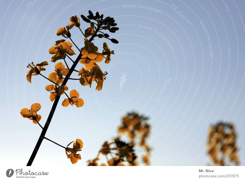 Liebe fürs Detail | pure Umwelt Pflanze Wolkenloser Himmel Klima Schönes Wetter Blüte Nutzpflanze Feld Blühend gelb gold Raps Rapsblüte Duft Frühling Rapsanbau