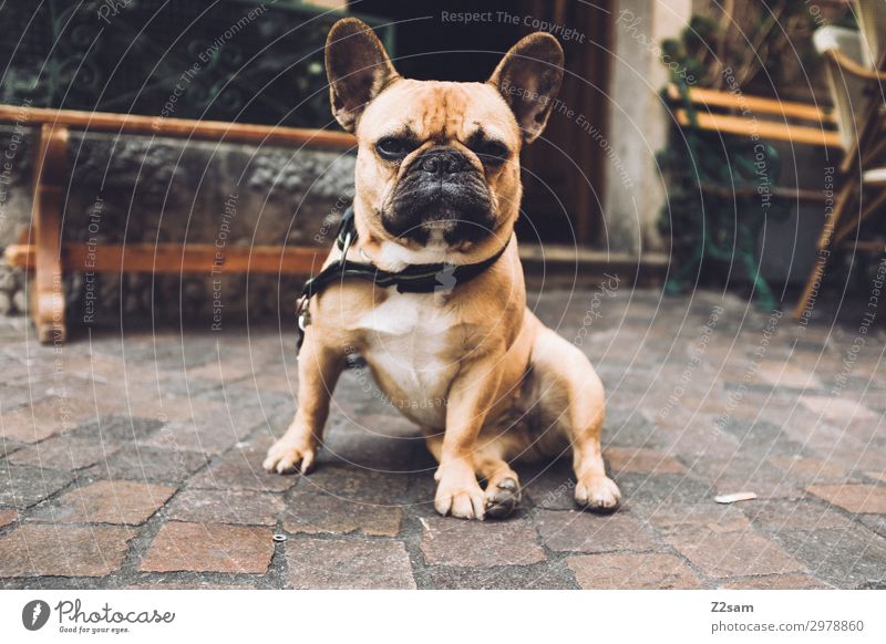 Türsteher Dorf Kleinstadt Stadt Fußgängerzone Haustier Hund beobachten hocken Blick Coolness frech rebellisch braun Tapferkeit selbstbewußt Kraft Treue