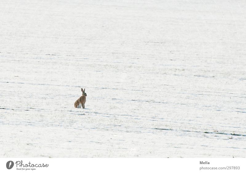 Niko... nee, warte mal ... Osterhasi! Umwelt Natur Landschaft Tier Erde Winter Schnee Wiese Feld Wildtier Hase & Kaninchen 1 hocken Blick sitzen frei hell kalt