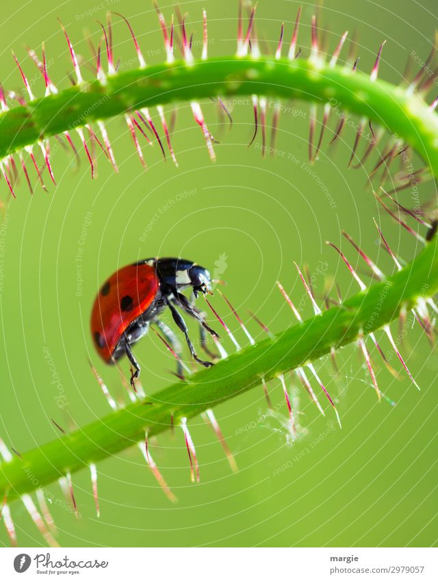 Ein Marienkäfer der auf einem Halm entlang klettert Makroaufnahme Nahaufnahme krabbeln grün Käfer Glück Ganzkörperaufnahme Tierporträt Porträt