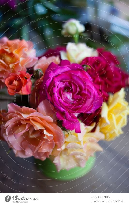 Rosenliebe I Blumenstrauß Sommer Natur Garten Vase Dekoration & Verzierung Innenaufnahme Hochformat gelb rosa mehrfarbig Geschenk Liebe Pflanze pflücken Blüte