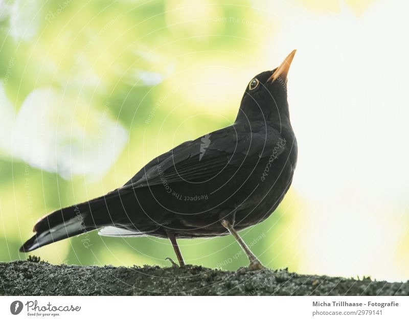 Amsel im Baum Natur Tier Sonne Sonnenlicht Schönes Wetter Blatt Zweige u. Äste Wildtier Vogel Tiergesicht Flügel Krallen Feder gefiedert Schnabel Auge 1