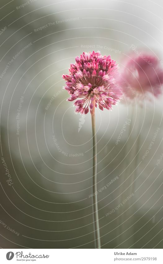 Runder Lauch (Allium rotundum) elegant Gesundheit Wellness Leben harmonisch Wohlgefühl Zufriedenheit Erholung ruhig Meditation Spa Natur Pflanze Frühling Sommer