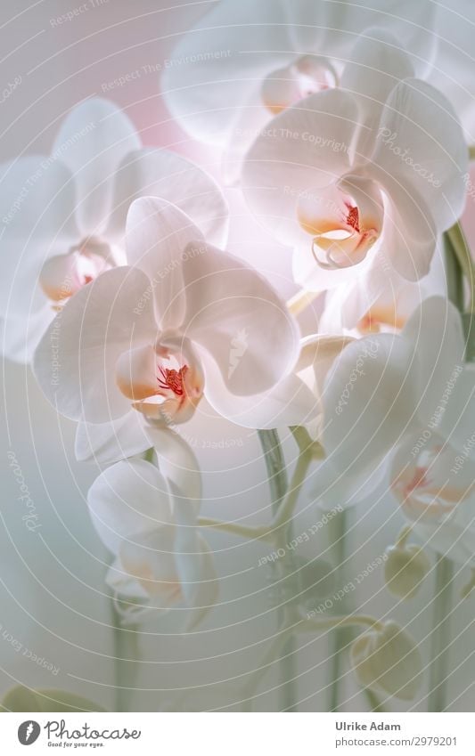 Weiße Orchideen elegant Design Wellness harmonisch Wohlgefühl Zufriedenheit Erholung ruhig Meditation Spa Dekoration & Verzierung Tapete Bild Muttertag Hochzeit