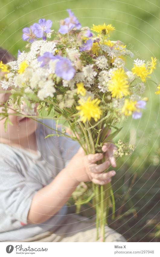 Zum Muttertag Feste & Feiern Geburtstag Mensch Kind Kleinkind Kindheit 1 1-3 Jahre Pflanze Frühling Sommer Schönes Wetter Blume Blüte Garten Wiese Blühend Duft
