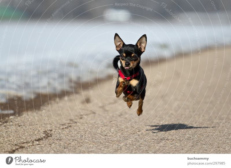 Rennender Kleiner Hund von buchsammy. Ein lizenzfreies Stock Foto zum