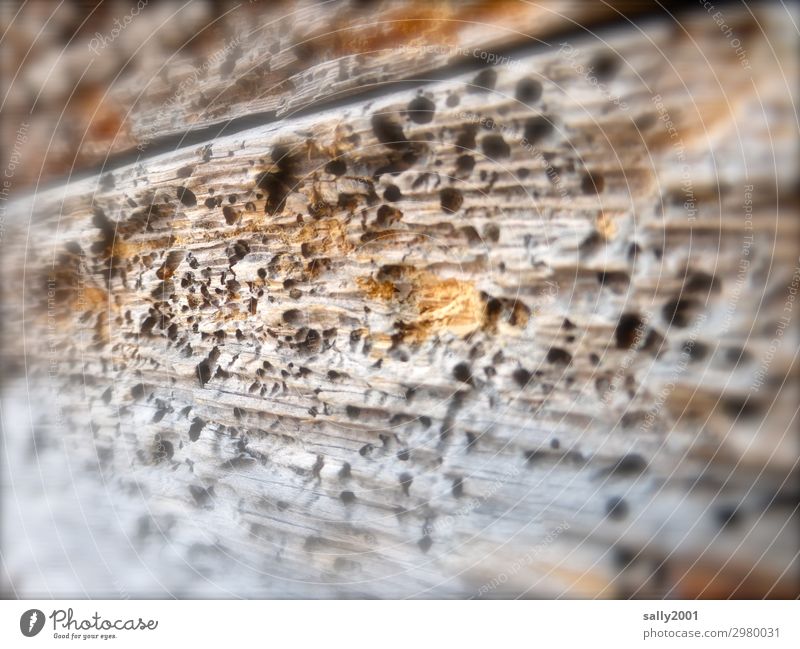 Da ist der Wurm drin... Holzwurm alt Fressen kaputt Senior Misserfolg Natur Verfall Vergänglichkeit Holzwand Loch Schädlinge durchlöchert verwittert Zerstörung