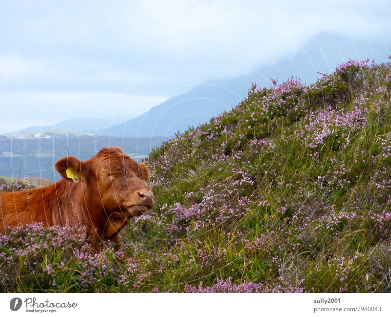 Lieblingsplätzchen... Landschaft Bergheide Berge u. Gebirge Heide Tier Nutztier Kuh 1 Denken Erholung liegen braun Zufriedenheit Geborgenheit Gelassenheit
