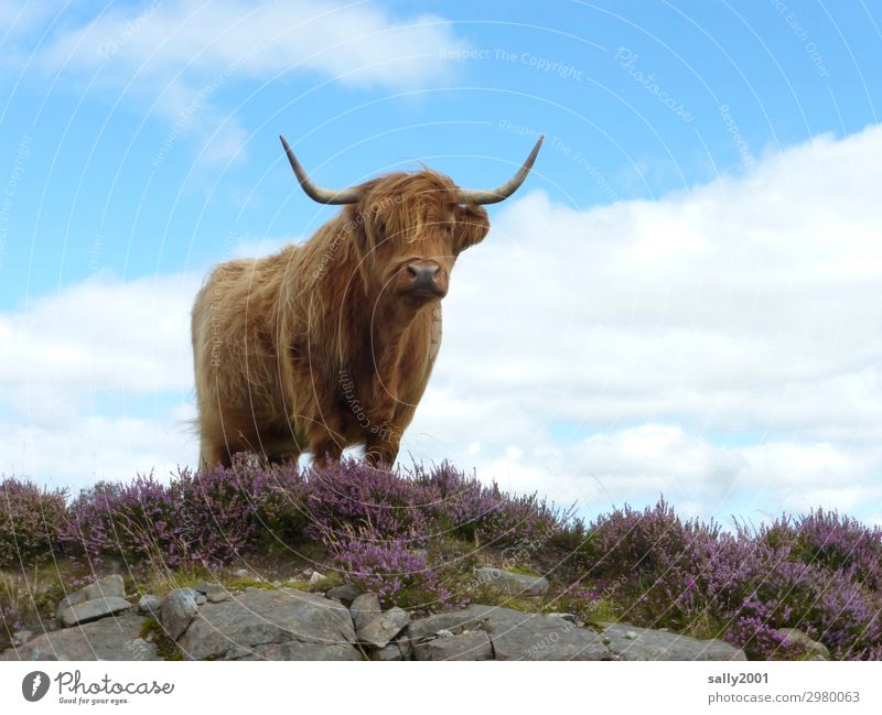 neugieriges schottisches Hochlandrind... Schottisches Hochlandrind Schottland Kuh Rind Tier Nutztier Blick in die Kamera Tag Wiederkäuer Neugier