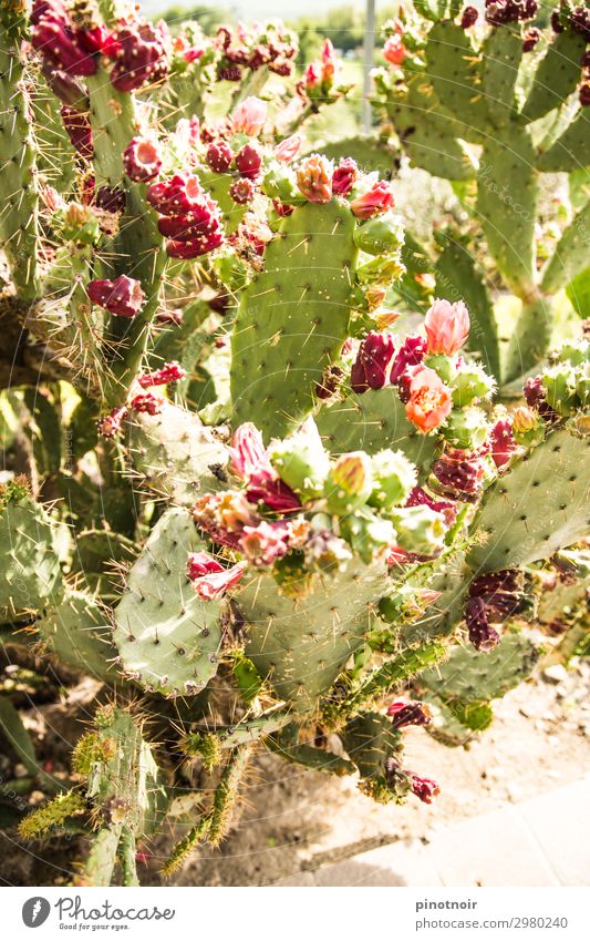 Kaktusfeigen an Opuntie Frucht Vegetarische Ernährung Sommer Natur Pflanze Erde Garten Park Blühend Wachstum exotisch hell stachelig trocken grün rosa