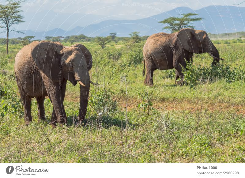 Zwei Elefanten im Samburu Park sind damit beschäftigt. Spielen Ferien & Urlaub & Reisen Safari Natur Tier groß Afrika Kenia Afrikanisch Schlacht Verhalten