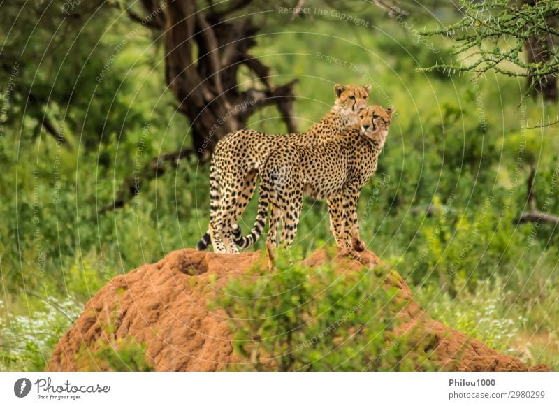 Zwei Geparden saßen auf einem Termitenhügel. schön Erholung Paar Umwelt Natur Landschaft Tier Gras Hügel Katze beobachten lang gefährlich Afrika Kenia Samburu