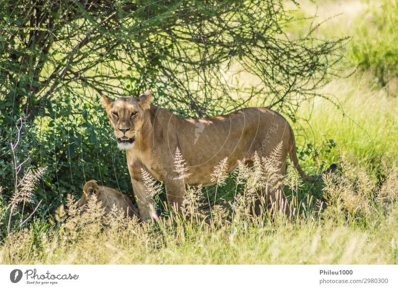 Löwin unter einem Baum in der Savanne Safari Frau Erwachsene Natur Landschaft Pflanze Tier Gras Blatt Felsen Pelzmantel Katze Vogel sitzen kuschlig unten Kenia