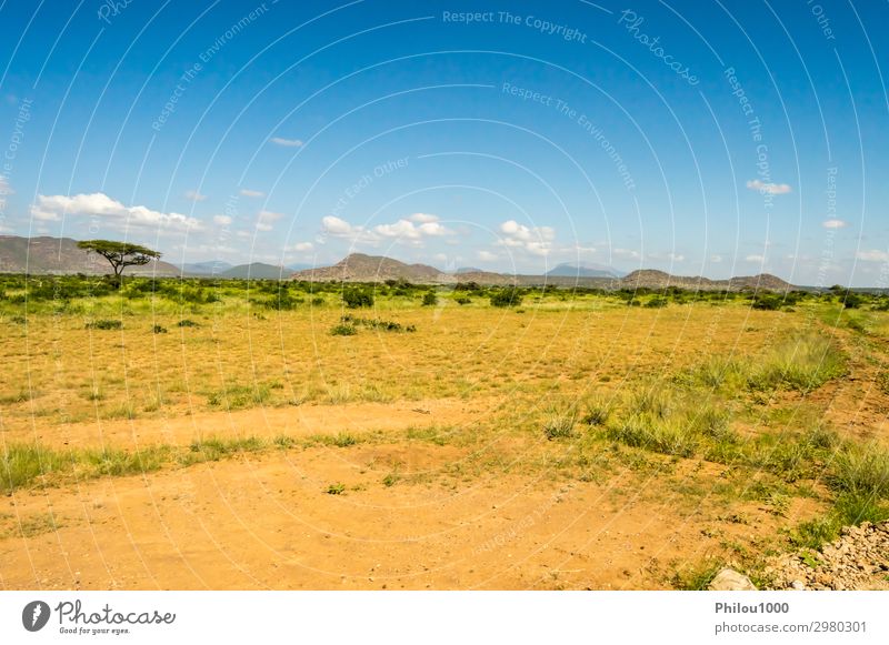 Blick auf die Pfade und die Savanne Spielen Ferien & Urlaub & Reisen Safari Sommer Umwelt Natur Landschaft Himmel Baum Gras Park blau grün Afrika Kenia Samburu