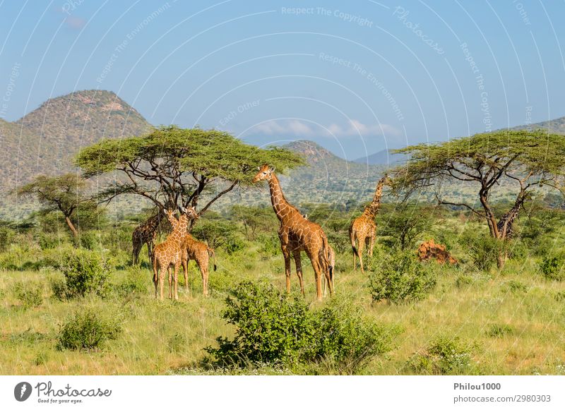 Giraffenschwärme in der Savanne schön Gesicht Safari Mund Natur Tier lang niedlich wild braun grün weiß Afrika Kenia Samburu Afrikanisch Hintergrund Kopf