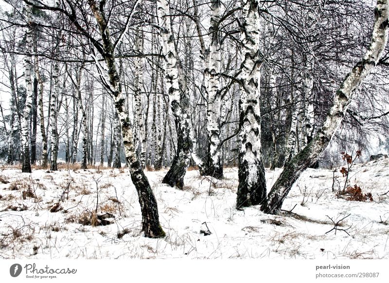 Birkenhain Landschaft Winter Baum Birkenwald Wald Natur Gedeckte Farben Außenaufnahme