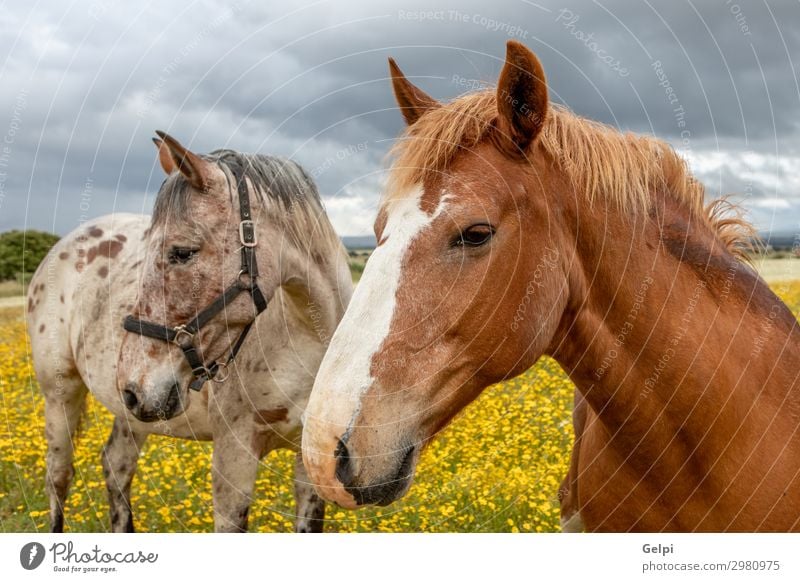 Ein paar Pferde an einem sonnigen Tag schön Freiheit Sommer Paar Partner Landschaft Tier Himmel Wolken Unwetter Baum Gras Park Wiese Herde Liebe dünn frei wild