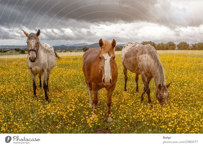 Drei Pferde an einem sonnigen Tag schön Freiheit Sommer Paar Partner Landschaft Tier Himmel Wolken Unwetter Gras Park Wiese Herde Liebe dünn frei wild braun
