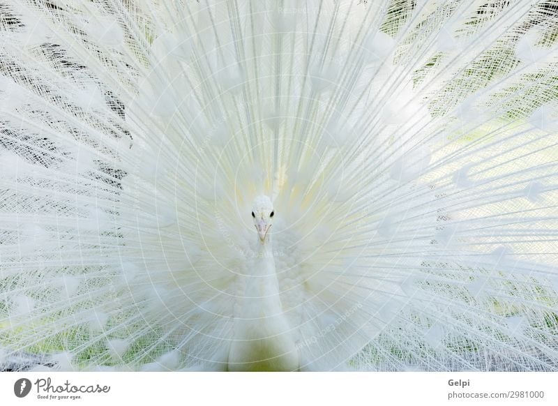 Erstaunlicher weißer Pfau, der seinen Schwanz öffnet. elegant exotisch schön Mann Erwachsene Zoo Natur Tier Vogel Flügel hell natürlich wild Romantik Stolz