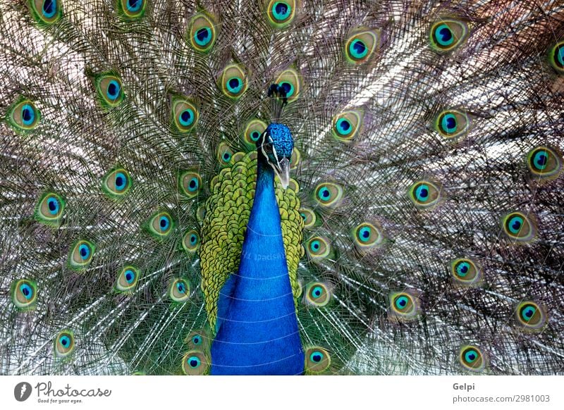 Erstaunlicher Pfau während seiner Ausstellung elegant schön Mann Erwachsene Zoo Natur Tier Park Vogel hell natürlich blau grün türkis Farbe farbenfroh Tierwelt