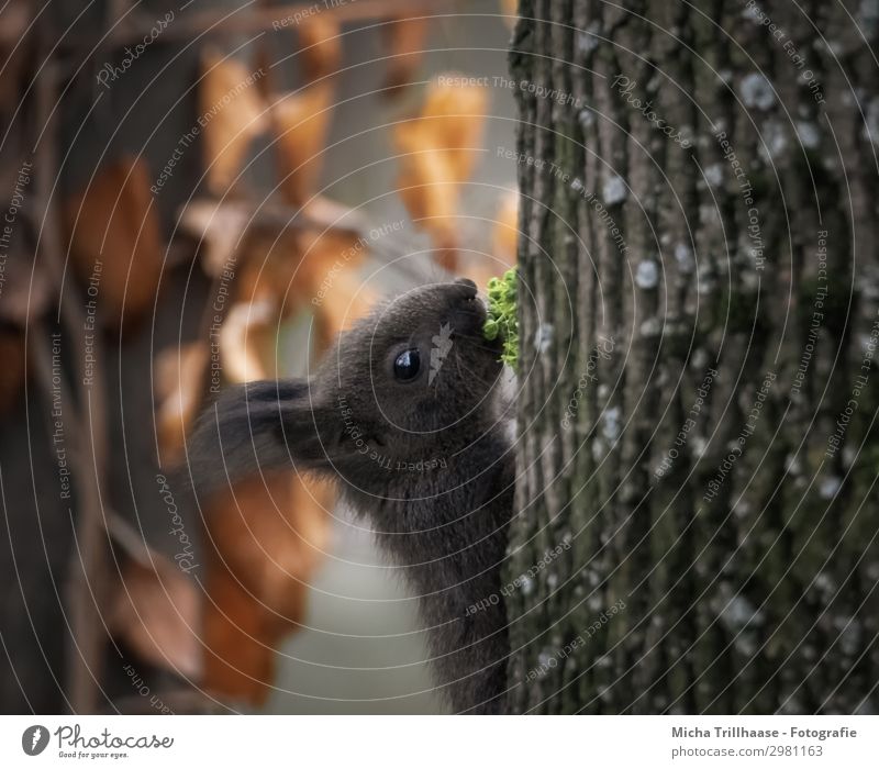 Junges Eichhörnchen mit frischem Grün Natur Tier Sonnenlicht Schönes Wetter Baum Blatt Wald Wildtier Tiergesicht Fell Kopf Auge Ohr Maul Nase 1 Tierjunges