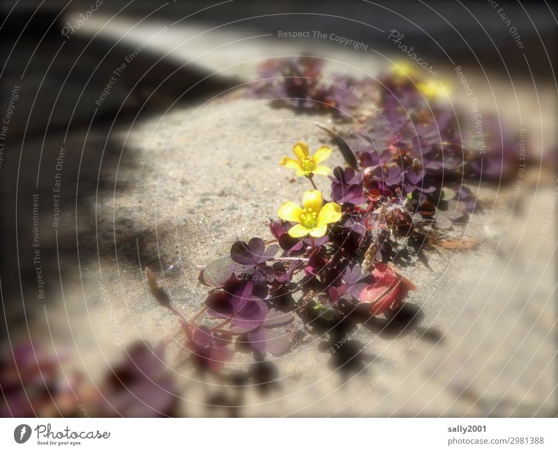 Horn-Sauerklee... Klee Unkraut wachsen Blüte gelb hübsch wuchern Garten Pflasterweg Pflanze Blume Natur Sommer blühen