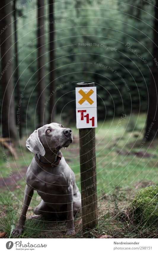 Bitte..... Freizeit & Hobby Ausflug wandern Natur Landschaft Wald Wege & Pfade Tier Haustier Hund 1 Zeichen Schriftzeichen Ziffern & Zahlen