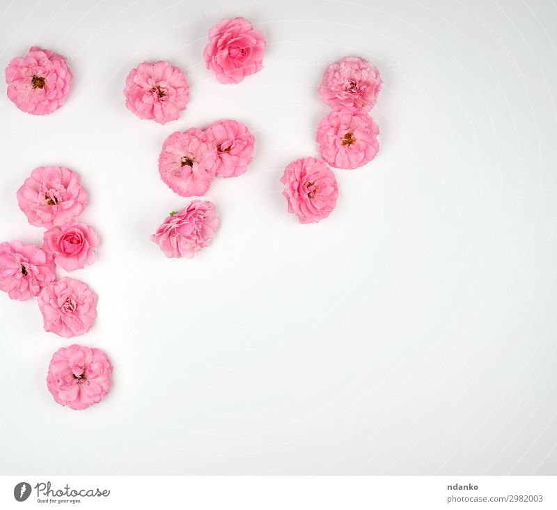 blühende Knospen von rosa Rosen auf weißem Hintergrund Design schön Sommer Dekoration & Verzierung Feste & Feiern Hochzeit Natur Pflanze Blume Blüte Blühend