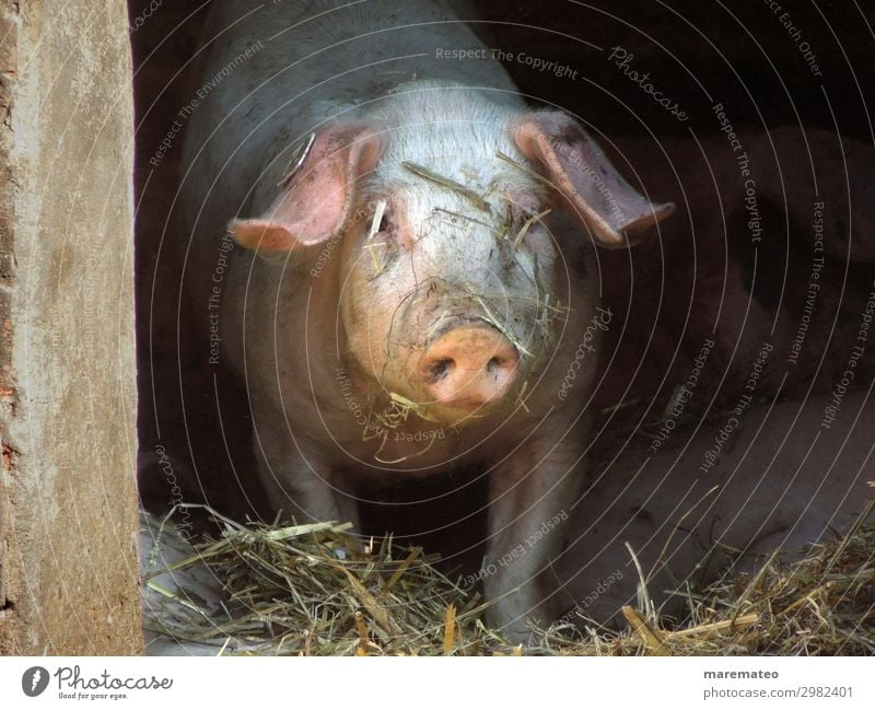 Glückliche Schweine Stroh Stall Schweinestall Tier Nutztier Tiergesicht Schweinerei Bauernhof Landwirtschaft Biologische Landwirtschaft 1 dreckig Fröhlichkeit