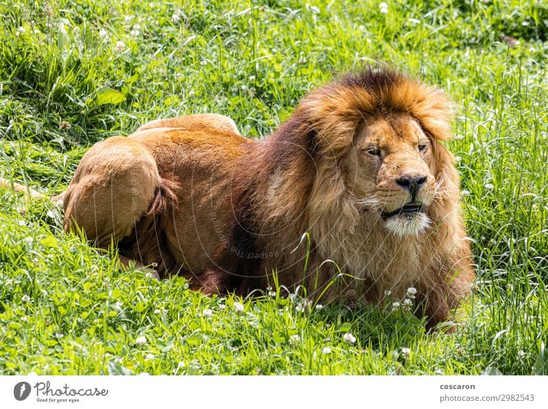 Ein männlicher Löwe, der in der afrikanischen Savanne ruht. schön Gesicht Ferien & Urlaub & Reisen Safari Sommer Zoo Natur Tier Sonne Frühling Gras Park Wiese