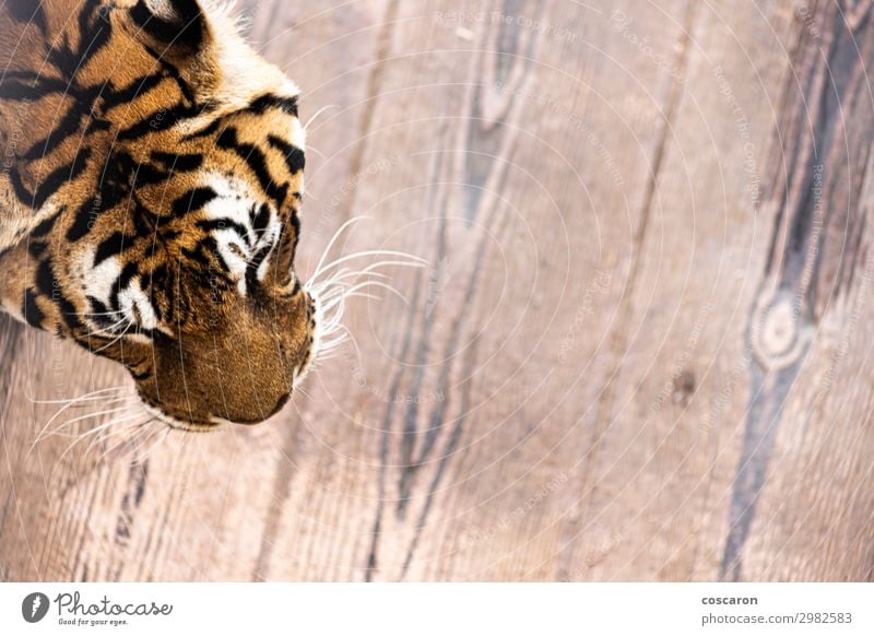Luftaufnahme eines Tigerkopfes auf einem Käfig elegant schön Haut Gesicht Ferien & Urlaub & Reisen Tourismus Abenteuer Natur Tier Park Wildtier Katze