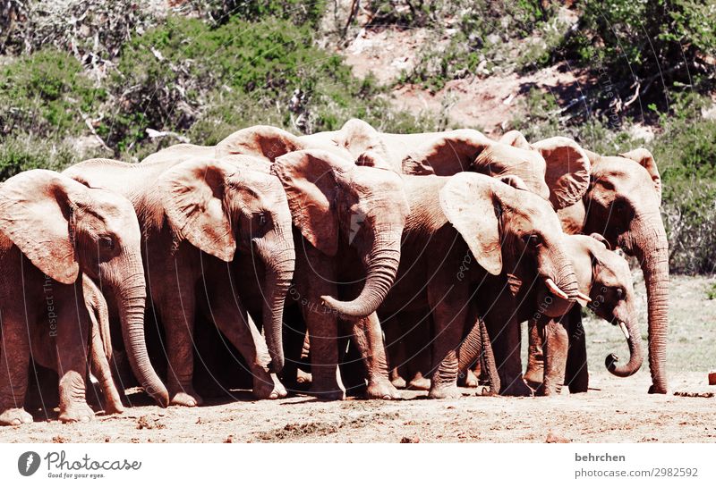 bläsertrupp frei wild Tier Afrika Natur Tierporträt Sonnenlicht Kontrast Licht Farbfoto Außenaufnahme Nahaufnahme Menschenleer Tag addo elephant national park