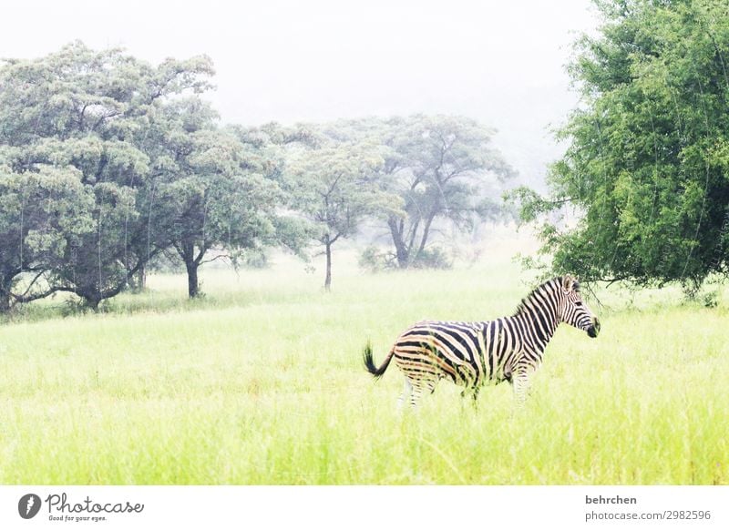 allein Tierporträt Menschenleer Außenaufnahme Farbfoto Wildnis Fernweh beeindruckend gestreift außergewöhnlich exotisch fantastisch schön Südafrika Gras Zebra