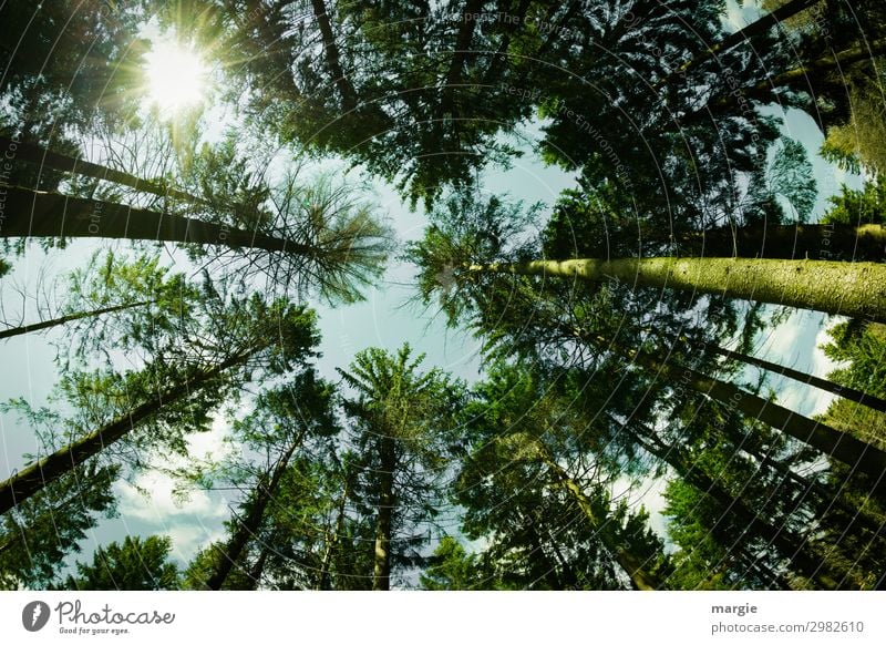 abgehoben | in den Himmel Sommer Sonne wandern Energiewirtschaft Umwelt Natur Landschaft Pflanze Tier Wolken Frühling Klima Wetter Schönes Wetter Baum Blatt