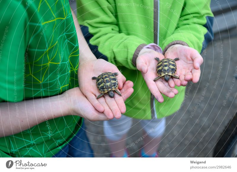 Schildkrötenbande Tier Haustier genießen streichen Tierliebe Kind Kindergarten Farbfoto Außenaufnahme