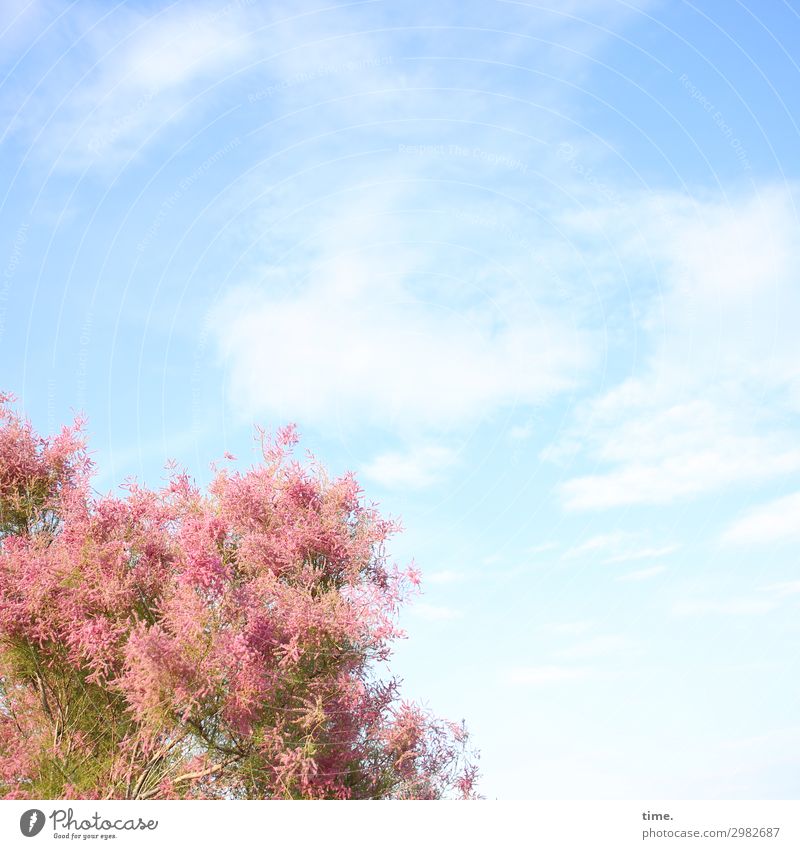 luftig | Wolkenpferd Himmel Schönes Wetter Baum Blühend Wachstum blau rosa Lebensfreude Romantik Neugier ästhetisch Bewegung entdecken Inspiration Kreativität