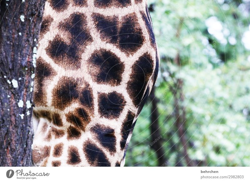 brust Ferien & Urlaub & Reisen Tourismus Ausflug Abenteuer Ferne Freiheit Safari Natur Wald Wildtier Fell Giraffe 1 Tier außergewöhnlich exotisch fantastisch