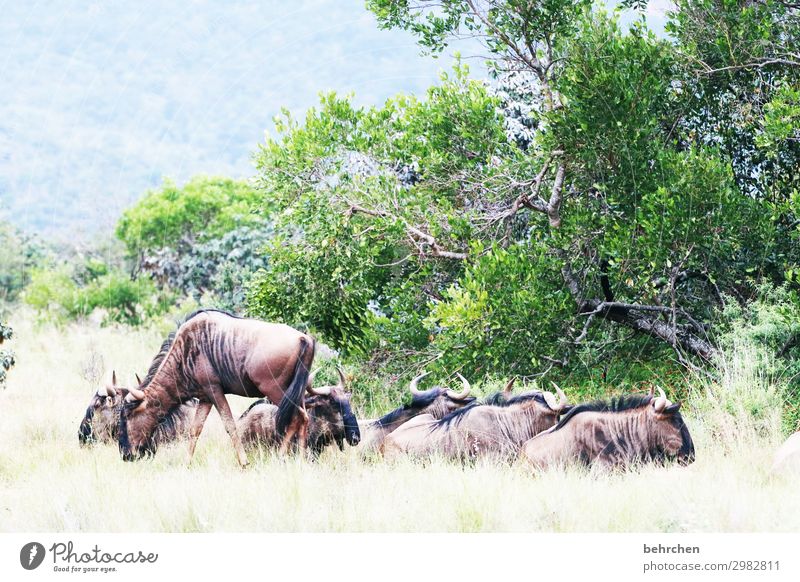 wildbeasts Tierschutz Menschenleer Nahaufnahme wildes Tier Safari Südafrika Tierliebe Farbfoto Fernweh außergewöhnlich fantastisch Licht Freiheit Tourismus