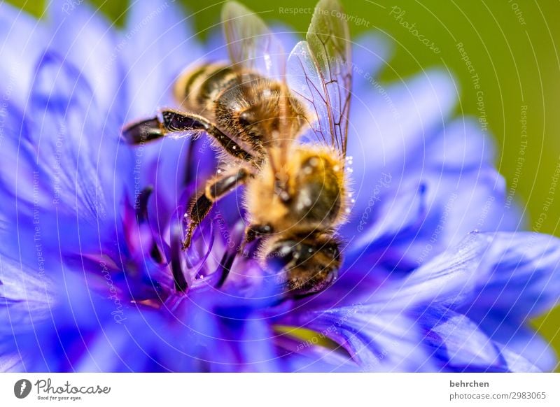 kleine wichtigkeit Umwelt Natur Klimawandel Blume Blüte Garten Wiese Wildtier Biene Tiergesicht Flügel 1 Blühend Duft fliegen Fressen schön Honig Nektar Pollen