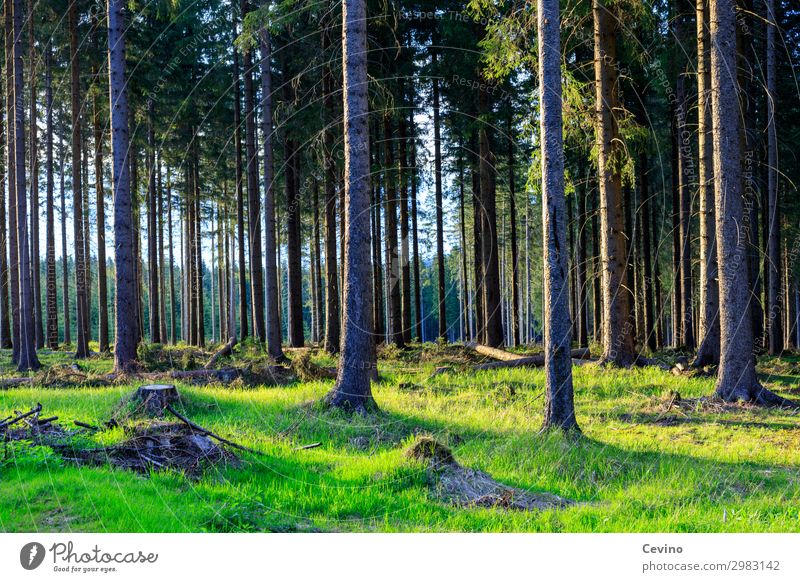 Wald Natur Landschaft Erde Schönes Wetter wandern Wiese Baum Bäume Sonne Spaziergang Waldboden Waldlichtung Waldspaziergang Wurzel Luft grüne Wiese Fußweg