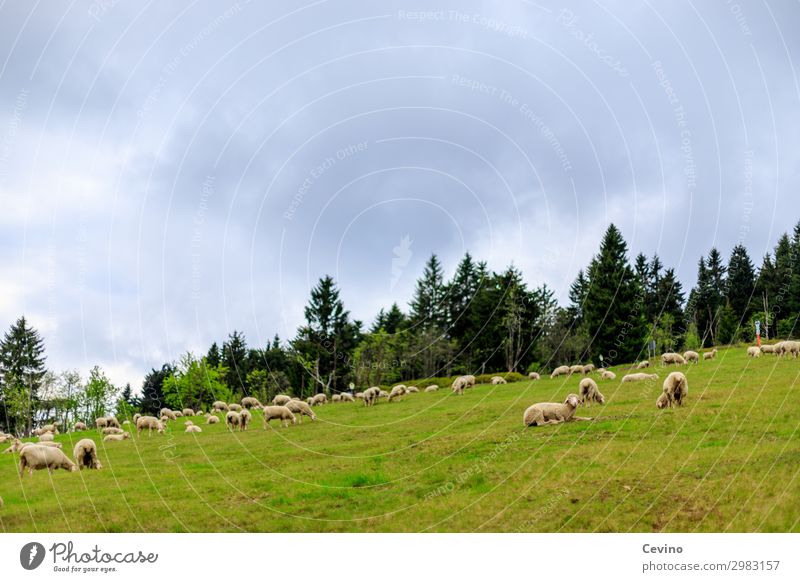 Schafe Tier Nutztier Schafherde Herde füttern Wiese Fressen Tanne bedeckter Himmel Futter Lebensmittel Tiergruppe tierisch Farbfoto Außenaufnahme Tag