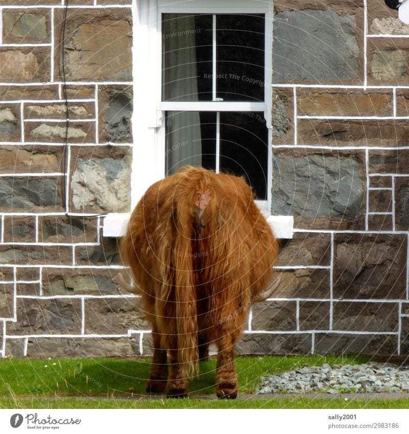 jemand zuhause...? Schottland Haus Einfamilienhaus Mauer Wand Fenster Tier Nutztier Kuh Fell Schottisches Hochlandrind Hinterteil Schwanz 1 warten frech braun