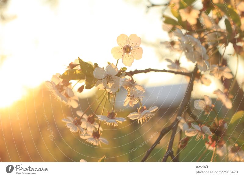 Sommerblüten Umwelt Natur Sonne Sonnenaufgang Sonnenuntergang Sonnenlicht Schönes Wetter Baum schön gelb gold Lebensfreude Frühlingsgefühle Blüte Blütenpflanze