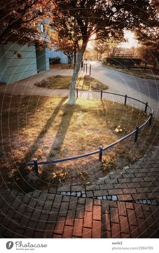 Hinterm Wohnblocke Umwelt Natur Tier Herbst Schönes Wetter Pflanze Baum Gras Sträucher Bürgersteig Beton Metall leuchten ruhig Idylle Farbfoto Außenaufnahme