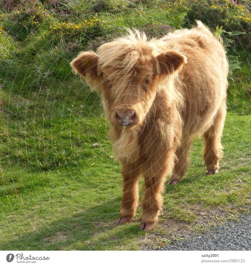 Wer spielt mit mir...? Tier Nutztier Kuh Kalb Schottisches Hochlandrind 1 Tierjunges beobachten stehen warten blond Freundlichkeit Neugier niedlich weich Weide