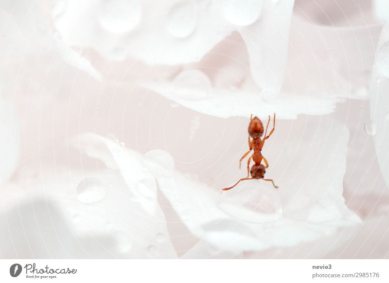 Ameise hängt zum Trinken kopfüber in einer Blüte Natur Blume Rose weiß Frühlingsgefühle Insekt trinken Trinkwasser Durst Durstlöscher Erfrischungsgetränk