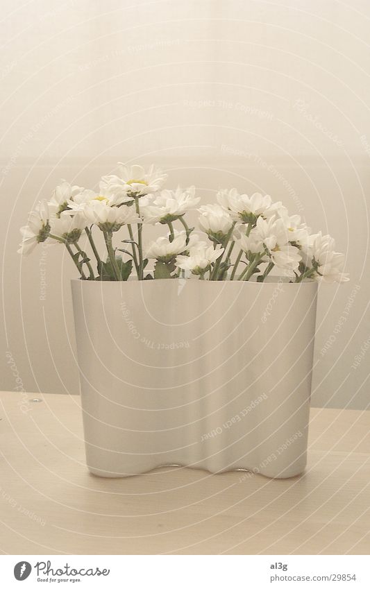 aalto weiss Blume Vase weiß Häusliches Leben weiches licht